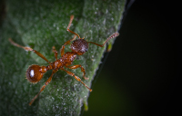 Carpenter Ants