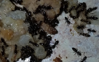 Ants