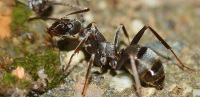 Argentine Ants