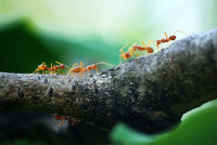 Pharaoh Ants