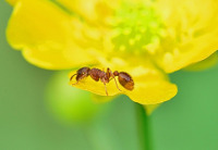 Thief Ants
