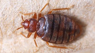 Bed Bug Control