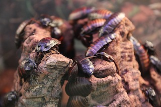 American Cockroach