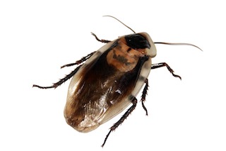 Brownbanded Cockroach