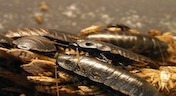 Cockroaches