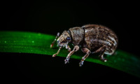 Common Fleas