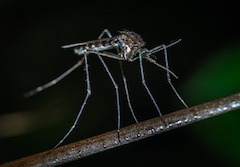 Mosquito