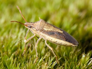 Stink Bug