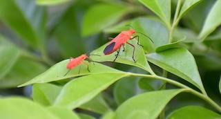 Box Elder Bug