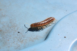 House Centipede