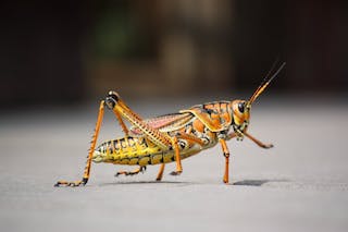 Grasshopper