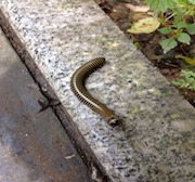 Millipede