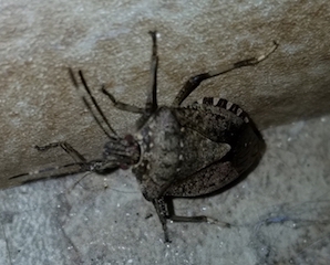 Stinkbug