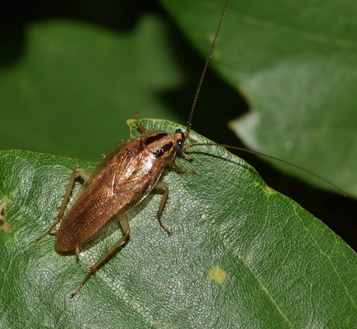 Wood Roach