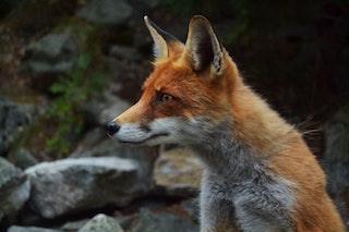 Red Fox
