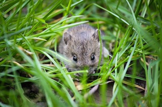 House Mice
