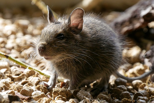 Rodents