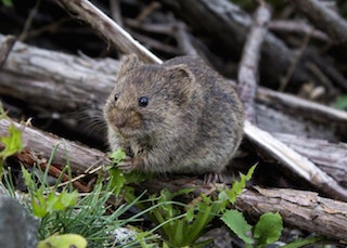 Norway Rat