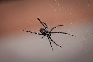 Black Widow