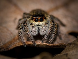 Jumping Spider