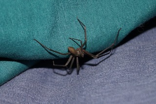 Brown Recluse