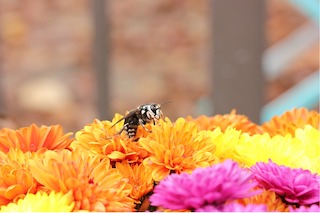 Bald Face Hornet