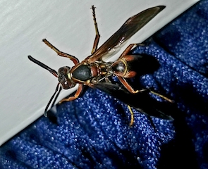 Wasp