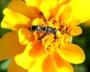 Yellow Jacket