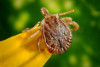 A tick