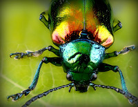 Beetle