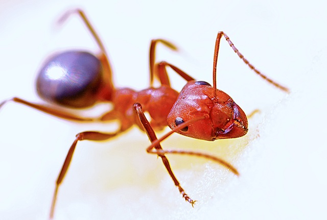Carpenter Ant