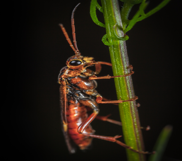 Powder Post Beetle