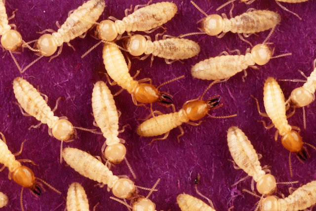 Subterranean Termite