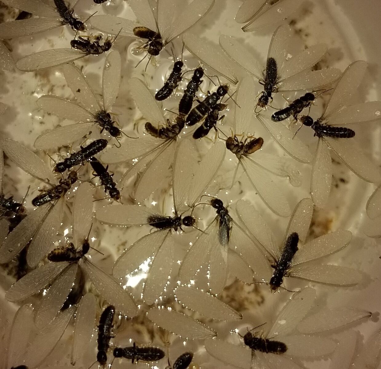 Termite Control